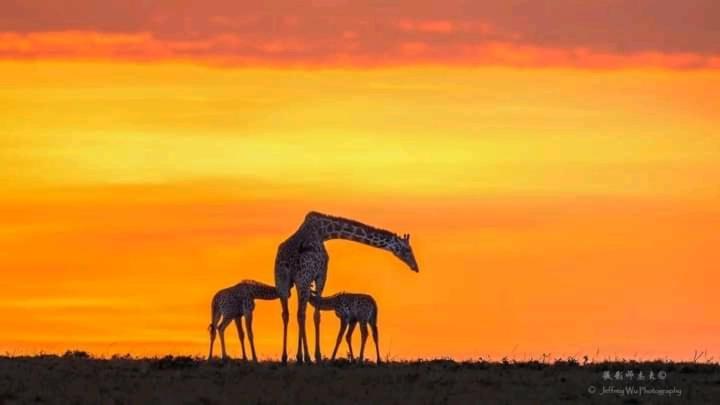 Bed and Breakfast Ilkerin Camp Maasai Mara Sekenani Exterior foto