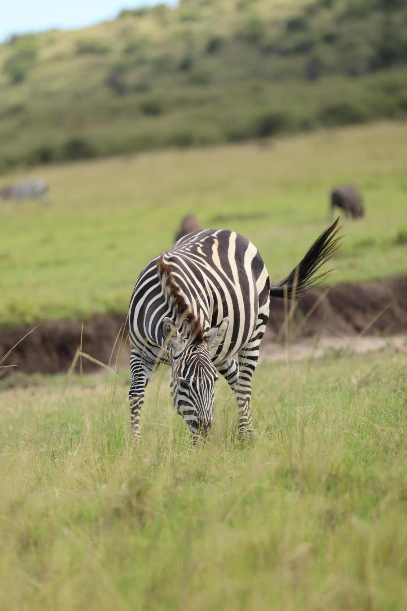 Bed and Breakfast Ilkerin Camp Maasai Mara Sekenani Exterior foto